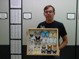 Image result for Ascolepis erythrocephala