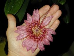 Image result for Bulbophyllum burttii