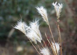 Image result for Andropogon