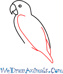 How To Draw A Parrot Wow this is so realistic, almost a photo, i also draw macaws (not that well) and other parrots i cant get the wing reathers right xd. how to draw a parrot