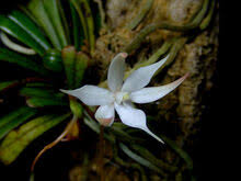 Image result for Aerangis kirkii