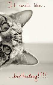 The Best Birthday Wishes To Make Someone S Birthday Special Cute Animals Crazy Cats Cats