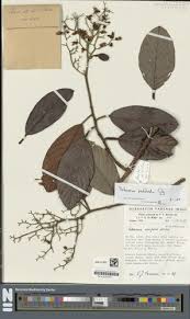 Image result for Tetracera alnifolia