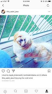 Maybe you would like to learn more about one of these? 2 19 18 Lost Dog Alert In Leigh S Lost And Found Facebook