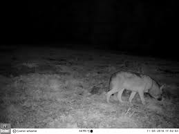 Wolf project management & consulting. Dragana Snjegota The Grey Wolf Conservation In Bosnia Herzegovina The Next Step The Rufford Foundation