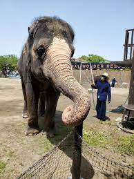 See more of 市原ぞうの国 on facebook. R4zdjvn2wap1 M