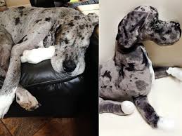 Pet quality danes, over 30 years experience with great danes. Pin On Neat Stuff