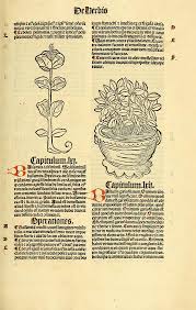 Your basil doesn't want to be squished. A Pot Of Basil In Every Household Biodiversity Heritage Library