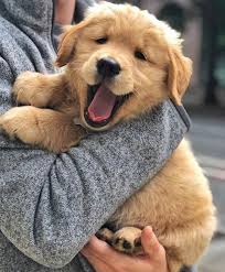 Pin Em Golden Retriever Puppy