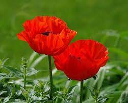 22 Ideas To Add Poppy Flower Designs To Home Decorating Poppy Flower Meaning Poppy Flower Symbolism Red Poppies