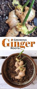 See full list on agrilifeextension.tamu.edu How To Grow Ginger At Home Ginger Growing Root Grow Everything About Garden Growing Ginger Growing Ginger Indoors How To Grow Ginger
