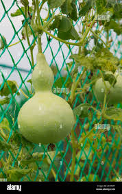 Image result for Lagenaria