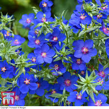 Image result for Anagallis elegantula