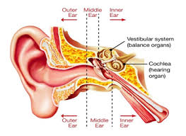 Blank ear diagram human eye diagram unlabeled general and special senses worksheet male and female illustration of the human ear consists of three parts the outer ear, middle ear and inner ear. How Does The Balance System Work Royal Victorian Eye And Ear Hospital