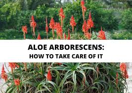 Image result for Aloe arborescens × inyangensis