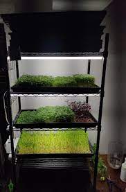 Beautiful grey whitewash floating wall mounted hanging shelves set of 2. Found A Small Footprint Shelf Perfect For 10 X 20 Trays Microgreens