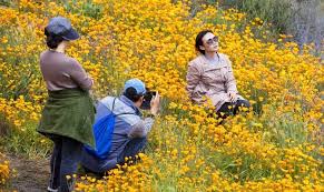 — in 2019, thanks to a wet rainy season, lake elsinore's poppy flower super bloom attracted flower lovers from all over the world. Tens Of Thousands Converge On California Poppy Apocalypse Arab News