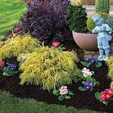 Maybe you would like to learn more about one of these? Pin By Jenn Messina On Landscaping Golden Mop Cypress Spring Landscaping Front Flower Beds