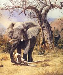 Elephant By Craig Bone Elephant Pictures Elephants Photos Elephant