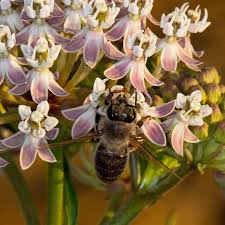 Image result for Asclepias longissima
