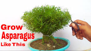 What's the best way to prune an asparagus fern? à¤ª à¤§ à¤• à¤› à¤Ÿ à¤ˆ à¤¸ à¤¬à¤¨ à¤¯ à¤– à¤¬à¤¸ à¤°à¤¤ à¤ª à¤§ How To Prune Care Asparagus Fern 10 Aug 2017 Mammal Bonsai Youtube
