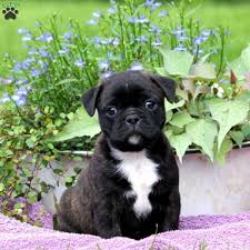 Bugg puppies are also quite curious and energetic. Rambo Bugg Puppy For Sale In Pennsylvania