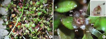 Image result for Elatinaceae