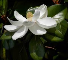 Jun 27, 2021 · de son nom latin trachelospermum jasminoïdes, cet arbuste grimpant a l'avantage d'avoir un feuillage persistant et une floraison odorante longue durée, de mai à juillet. Magnolia Arbres A Fleurs