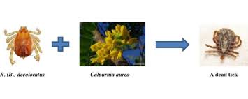 Image result for Antizoma angustifolia