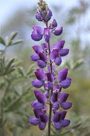 Identified Lupine Flowers Flower Photos Lavender Fields Photography