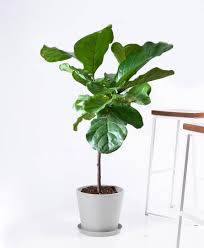 These eleven indoor plants are safe for pets (green thumbs, rejoice). 17 Best Indoor Trees And Tropical Plants To Grow In Your House Architectural Digest