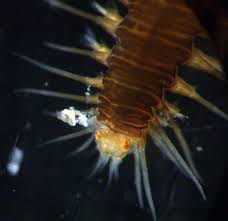 Image result for Polystachya pamelae