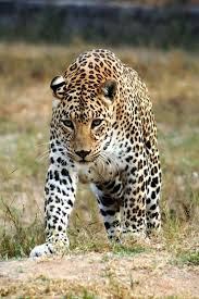 Top 10 Fastest Animals On The Planet World S Fastest Animals Pets Types Of Elephants Animals Animals Wild