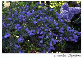 We did not find results for: A Guide To Adding Blue Flowering Plants To Your Garden Blue Flowering Plants Plants Privacy Plants
