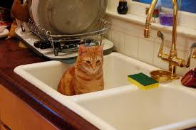 cats in sinks the ark in space