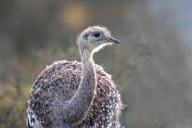 Bird That Sounds Like A Monkey At Night Pin By Dannyldifranco On Rheas In 2020 Bird Photo Rhea Bird Bird