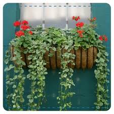 Wouldn't you love to pack more flowers into your garden? 6 Heat Loving Plant Combos For Containers My Garden Life