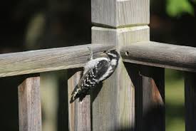3 Effective Methods To Keep Birds Off Of Your Porch In 2020 Bird Deterrents Keep Birds Away Birds