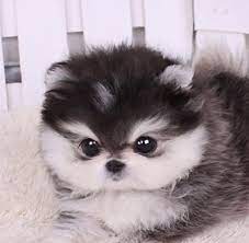 Our puppies are updated in all shots, they are affordable go place your order Teacup Pomeranian Husky Google Search Pomeranian Cute Animals Puppies Pets