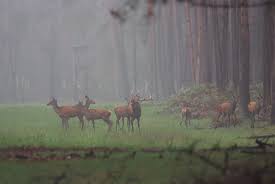 Die 11 orte in der hohen mark bieten gastlichkeit und viele aktivitäten für einen. Tiergarten Schloss Raesfeld Naturpark Hohe Mark