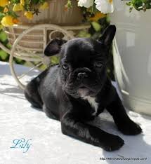 Best known as the frenchton. Frenchton Puppy For Sale Adoption Rescue For Sale In Baltimore Maryland Classified Americanlisted Com