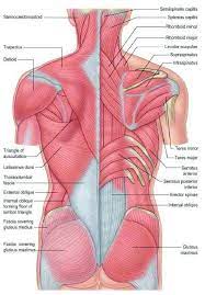 12 photos of the back muscle chart. Origin And Insertion Of Back Muscles Download Scientific Diagram