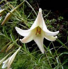 Zimbabwe flower order before 13:00 and we guarantee to zimbabwe deliver flowers today. 12 Indigenous Plants Zimbabwe Ideas Plants Zimbabwe Waterwise Garden