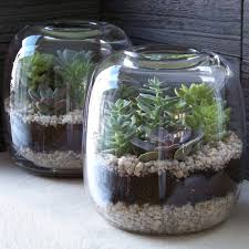 Succulent Terrariums Succulent Terrarium Succulent Garden Outdoor Succulents