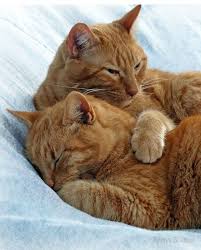 Cat In Heat Signs Symptoms What To Do If Your Cat Is In Heat Cattime In 2020 Cat In Heat Cute Cats Cats