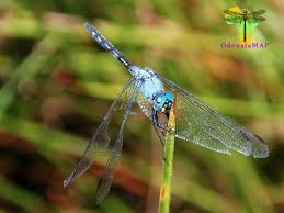 Image result for Tridactyle gentilii