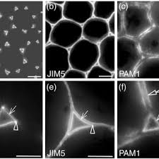 We did not find results for: The Hg Epitope Recognized By Lm7 Occurs At Cell Junctions In Plant Download Scientific Diagram