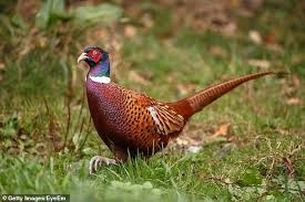 Small Brown Bird With White Ring Around Neck Pin By Lynda Jennings On Wings Dog Walker Pheasant Wild Birds