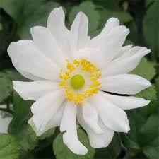 Image result for Aneilema chrysopogon