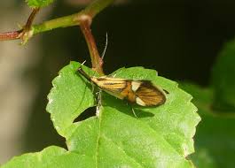 Image result for Telechrysis tripuncta